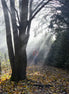 Nature 26 (photo) - 1