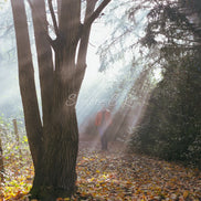 Nature 26 (photo) - 4