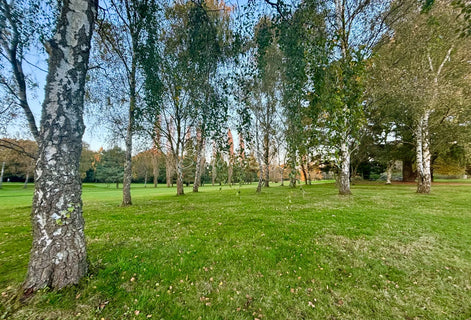 Nature 5 (photo)