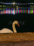 Night Swim 2 (photo)