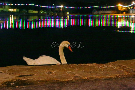 Night Swim 2 (photo)