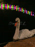 Night Swim (photo)