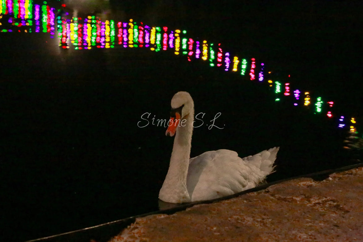 Night Swim (photo)