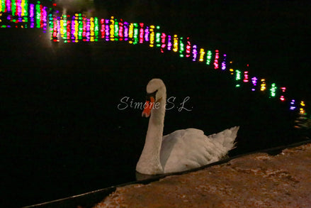 Night Swim (photo)
