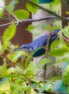 Nuthatch (Photo)