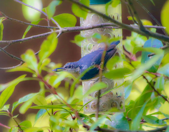 Nuthatch (Photo)