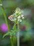 Orange-tip Butterfly 5 (photo)