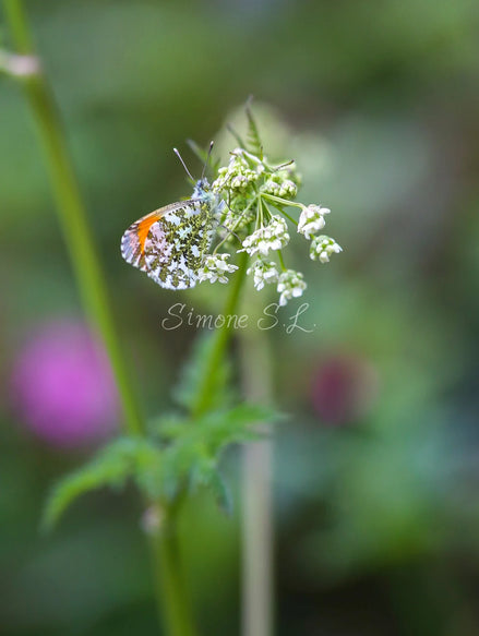 Orange-tip Butterfly 5 (photo)