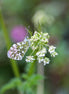 Orange-tip Butterfly 6 (photo)