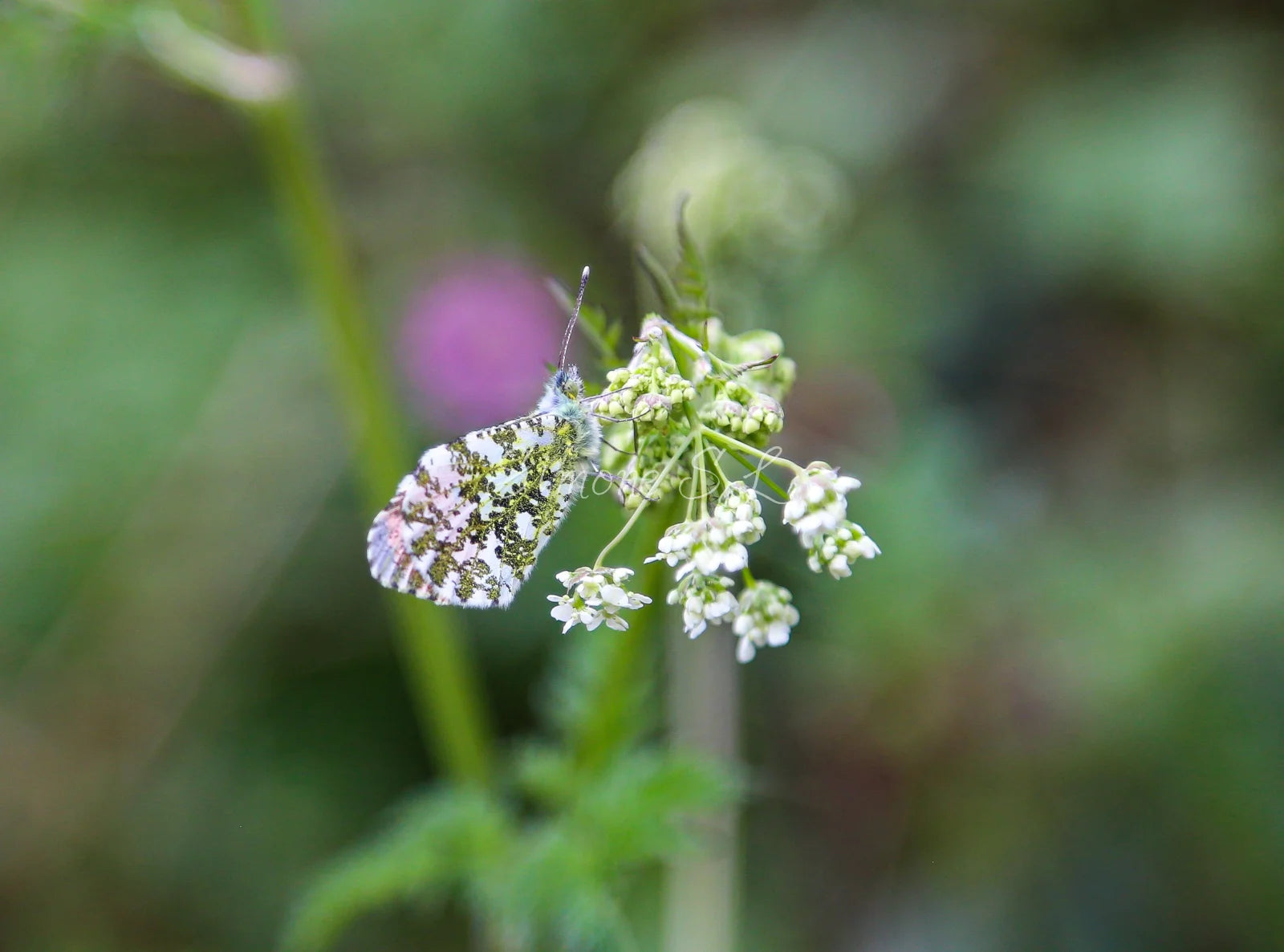 Orange-tip Butterfly 6 (photo)
