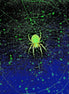 Orb-Weaver Spider 1 (photo)
