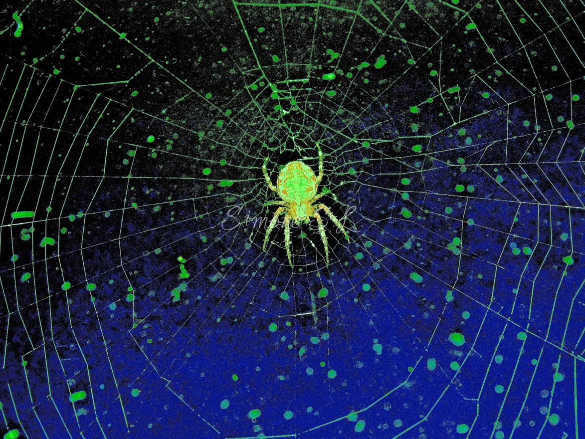 Orb-Weaver Spider 1 (photo)