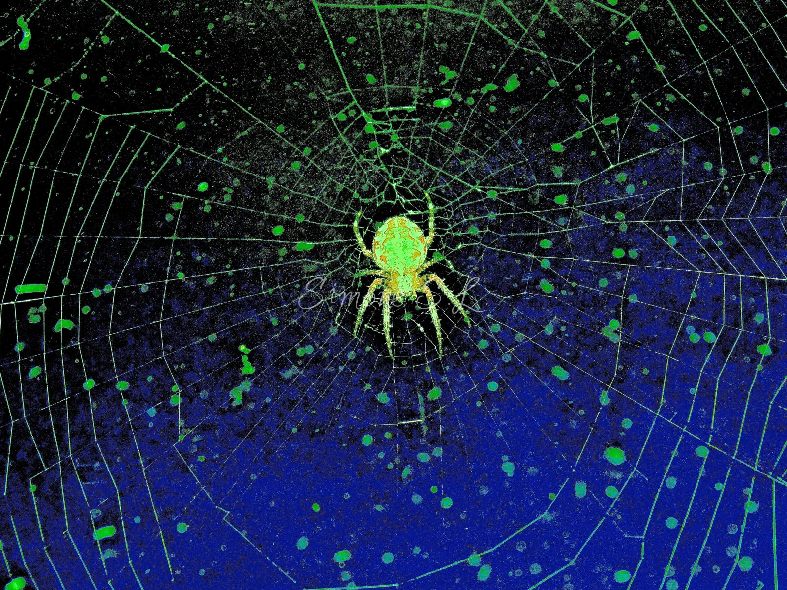 Orb-Weaver Spider 1 (photo)