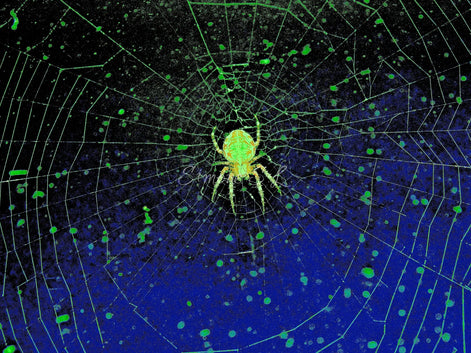 Orb-Weaver Spider 1 (photo)