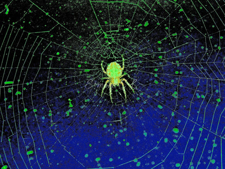 Orb-Weaver Spider 1 (photo)
