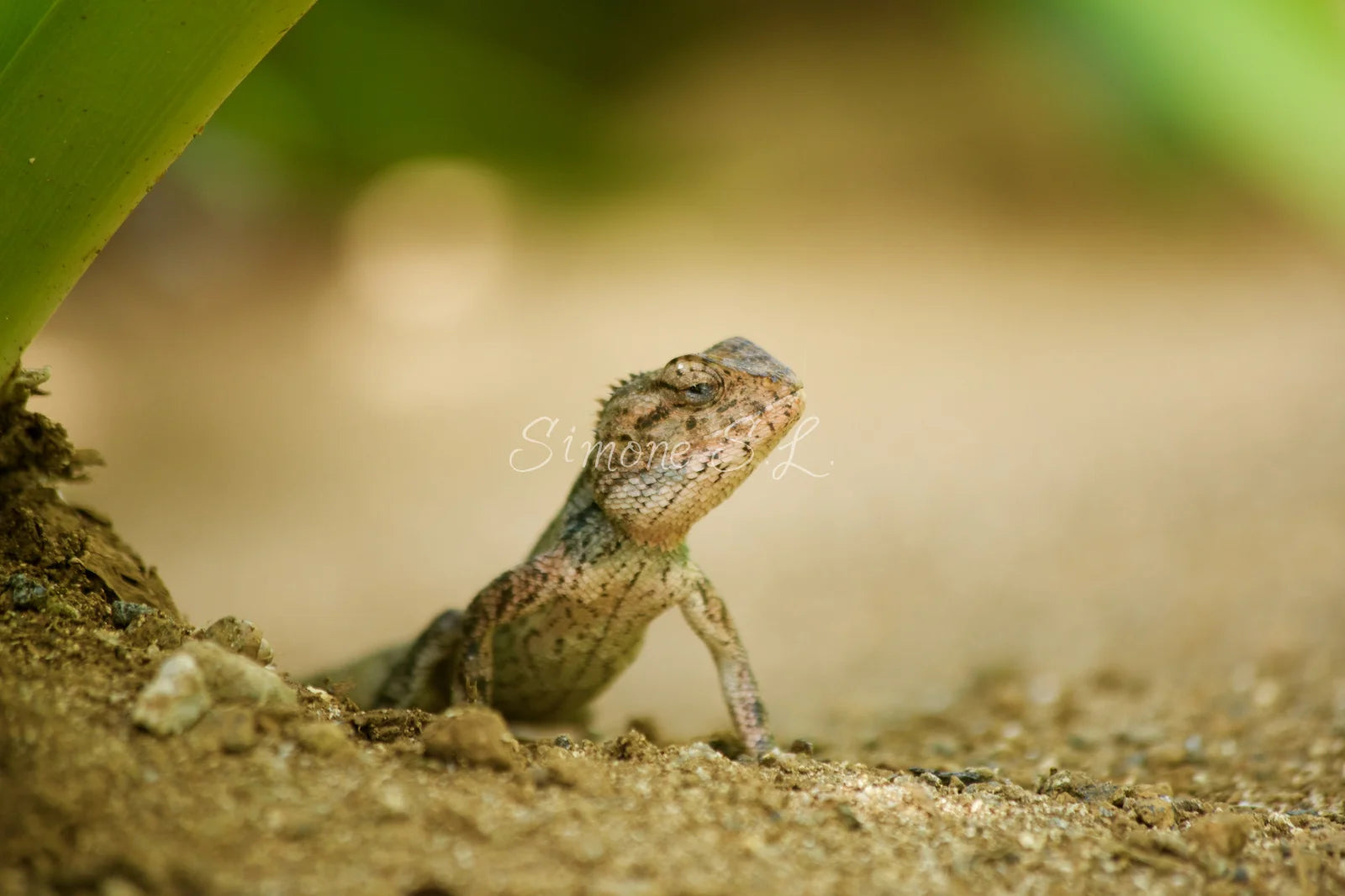 Oriental Garden Lizzard (photo)