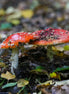 Pair of mushrooms (photo)