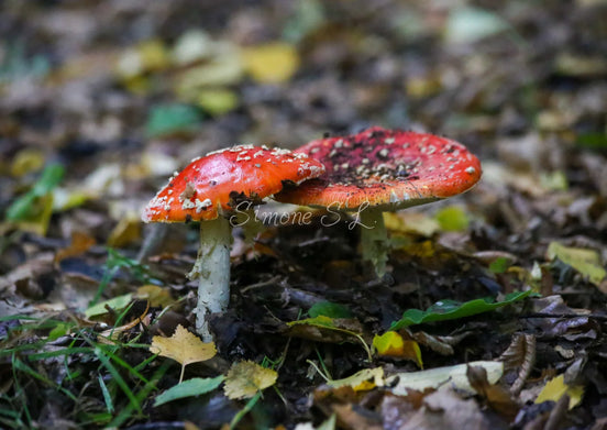 Pair of mushrooms (photo)
