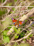 Peacock Butterfly 1 (photo)