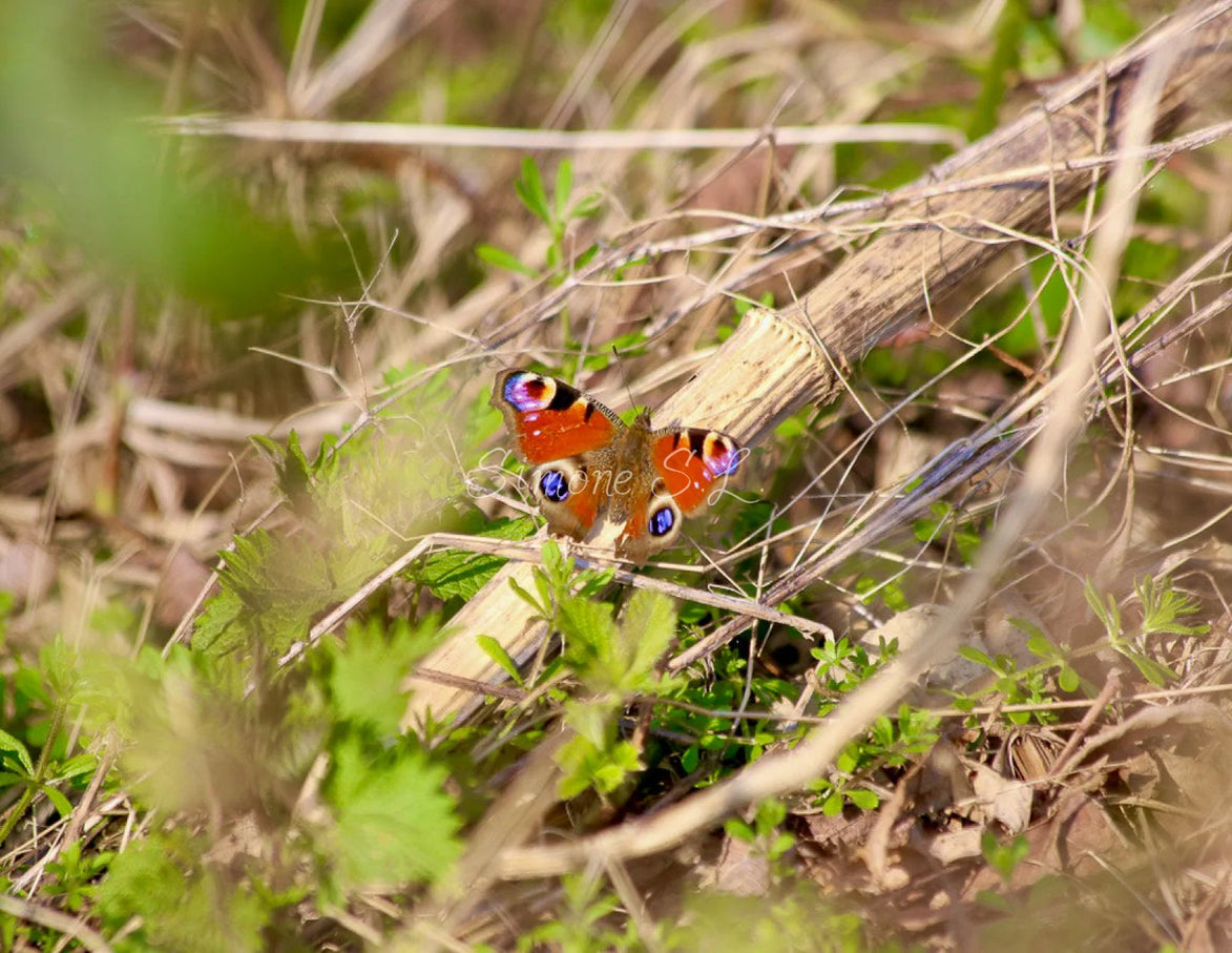 Peacock Butterfly 1 (photo)