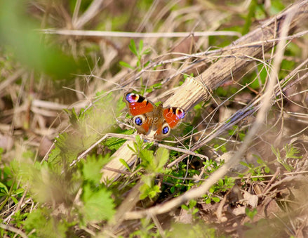 Peacock Butterfly 1 (photo)