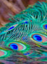 Peacock Feathers (Photo)