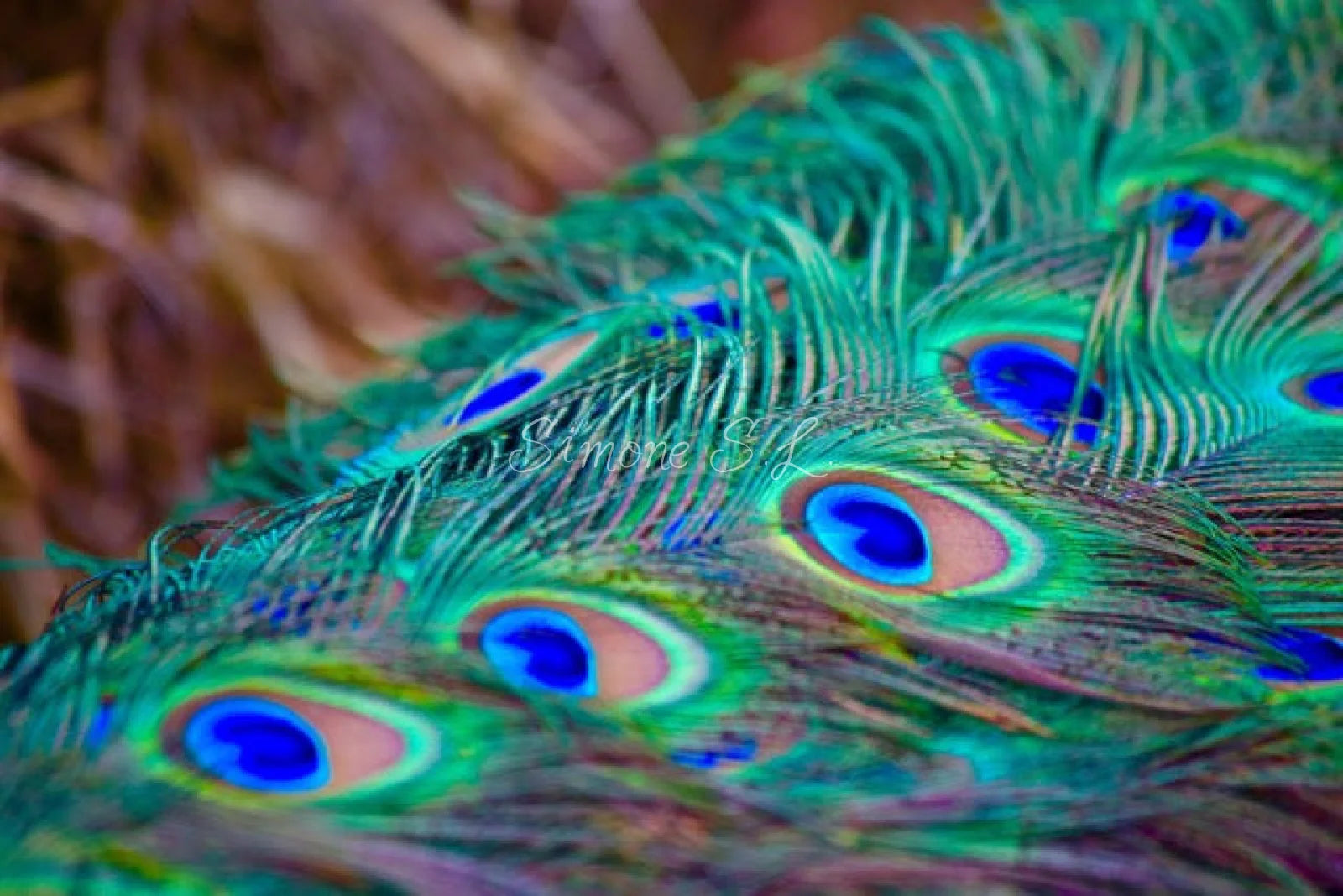 Peacock Feathers (Photo)