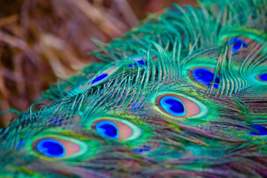 Peacock Feathers (Photo)