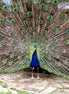 Peacock (photo)