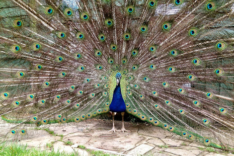 Peacock (photo)