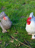 Pekin Bantam Chicken & Rooster Couple (photo)