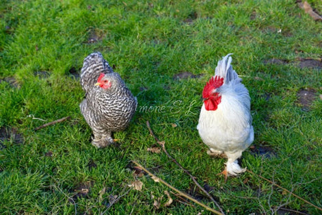 Pekin Bantam Chicken & Rooster Couple (photo)