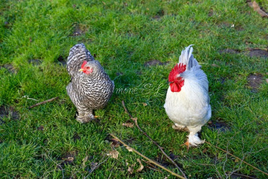 Pekin Bantam Chicken & Rooster Couple (photo)