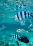 Princess Parrotfish amongst others (photo)