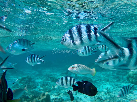Princess Parrotfish amongst others (photo)