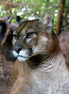 Puma 1 (photo)