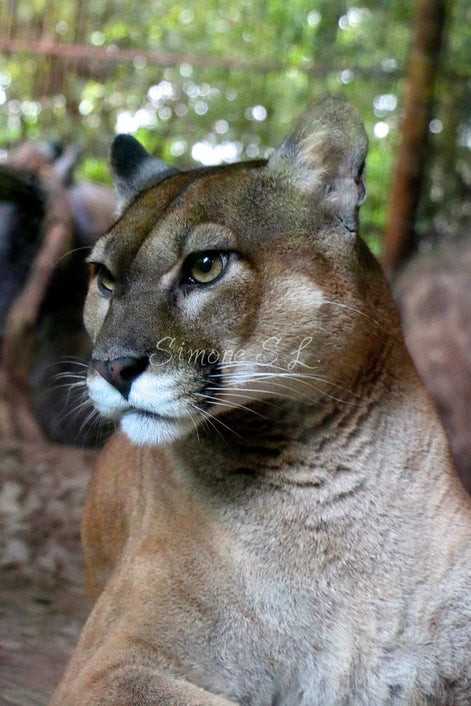 Puma 1 (photo)