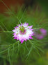 Purple Flower (photo)