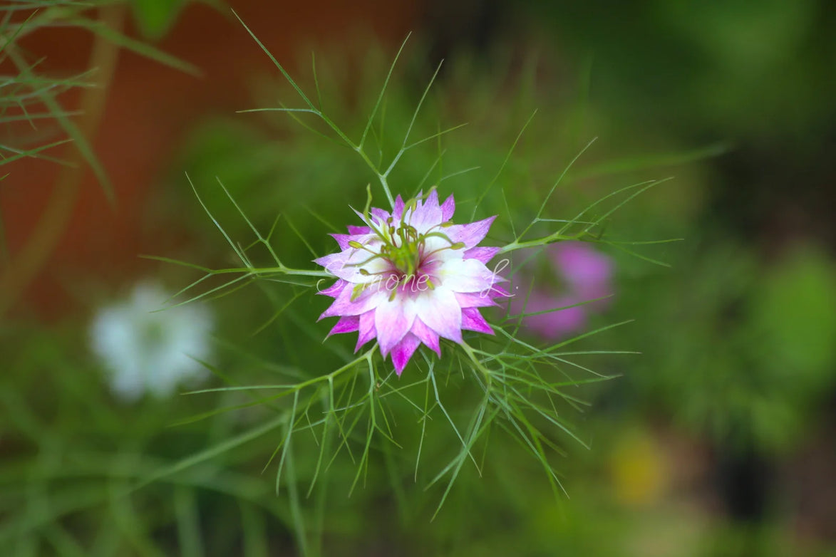Purple Flower (photo)