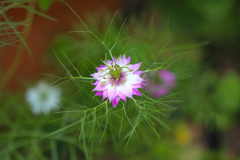Purple Flower (photo)