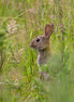 Rabbit 4K Professional Photo
