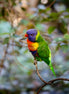Rainbow Lorikeet 2 (photo)