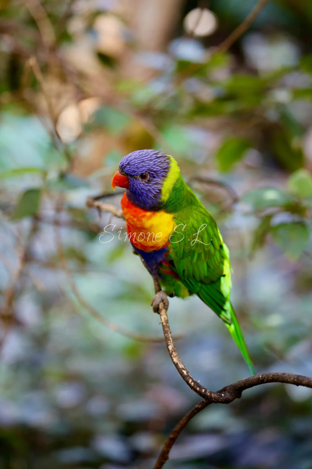 Rainbow Lorikeet 2 (photo)