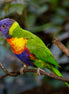 Rainbow Lorikeet (photo)