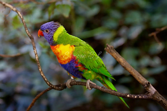 Rainbow Lorikeet (photo)