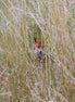 Red Fox 10 (photo)