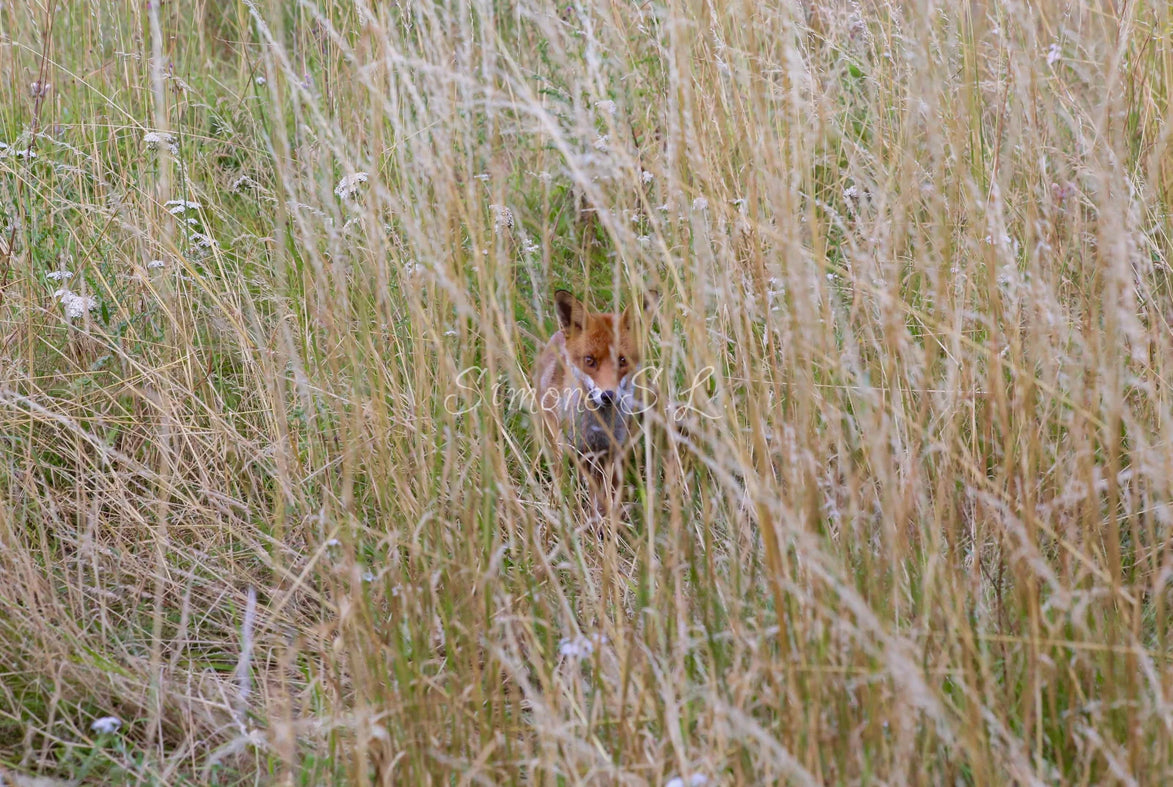 Red Fox 10 (photo)