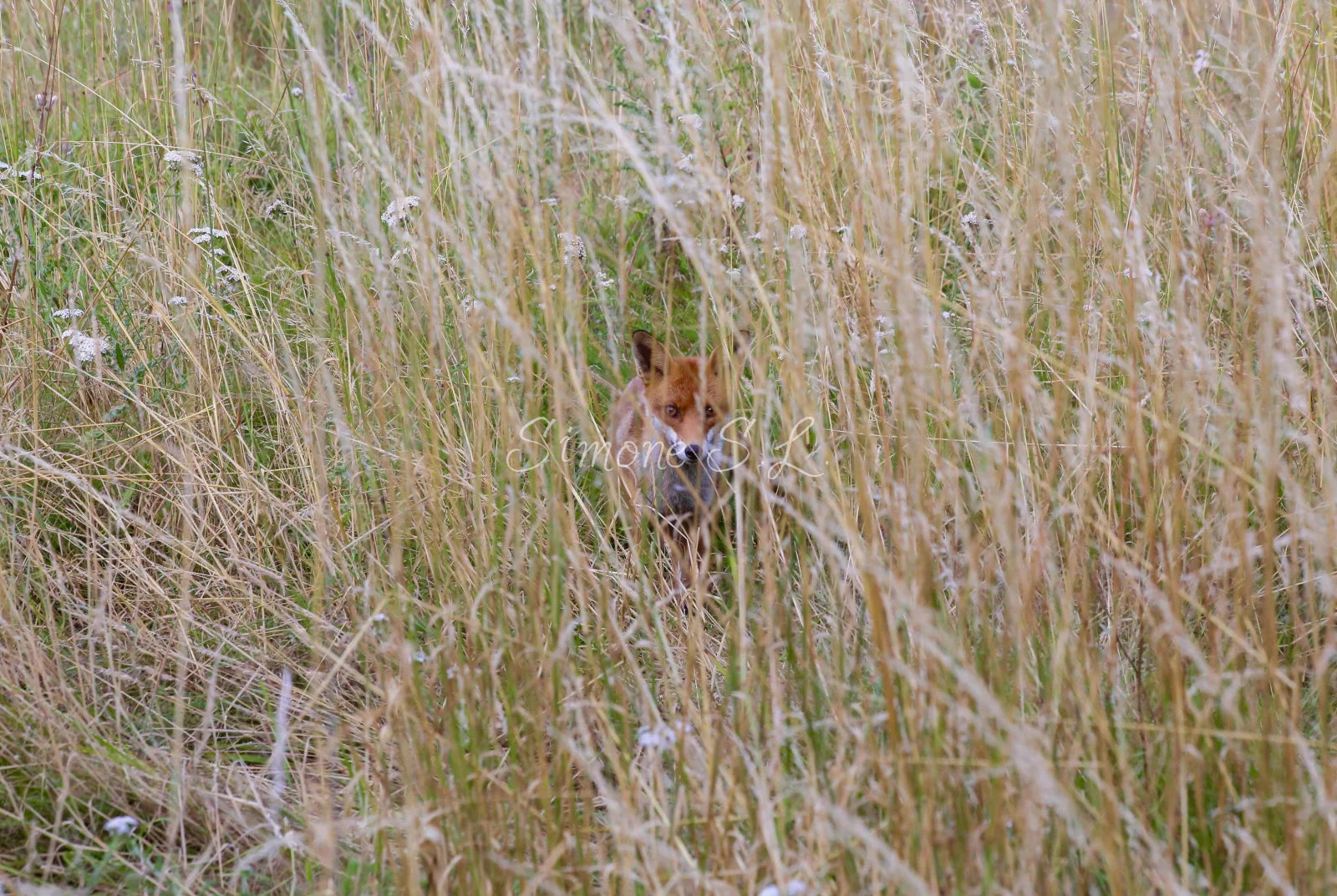 Red Fox 10 (photo)