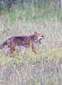 Red Fox 11 (photo)