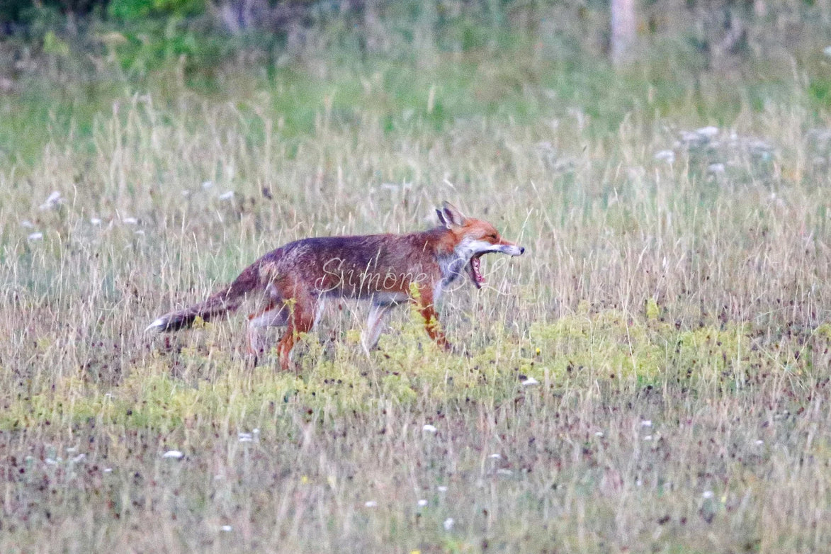 Red Fox 11 (photo)